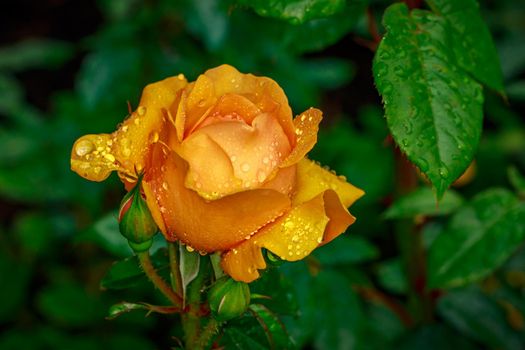 Beautiful rose blooms after rainfall, in Washington Park International Rose Test Garden, Portland, Oregon.