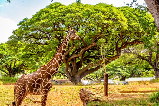 Giraffe Standing under the tree