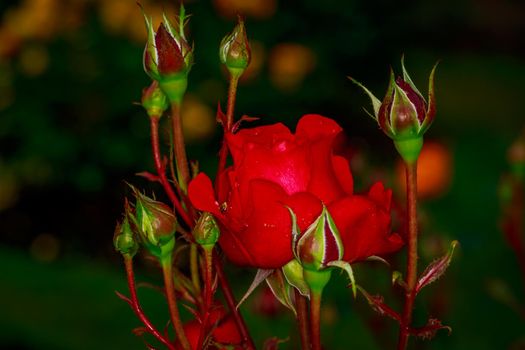 Beautiful rose blooms after rainfall, in Washington Park International Rose Test Garden, Portland, Oregon.