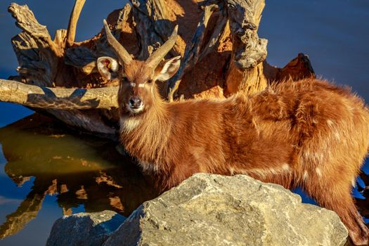 Antelope plays in the water