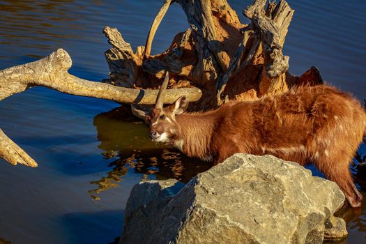 Antelope plays in the water