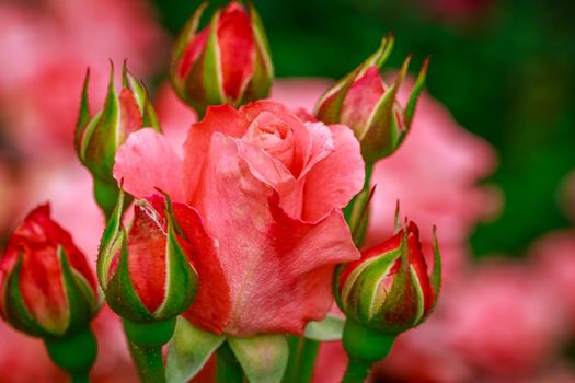 Beautiful rose blooms after rainfall, in Washington Park International Rose Test Garden, Portland, Oregon.