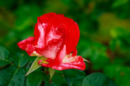 Beautiful rose blooms after rainfall, in Washington Park International Rose Test Garden, Portland, Oregon.