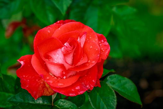 Beautiful rose blooms after rainfall, in Washington Park International Rose Test Garden, Portland, Oregon.