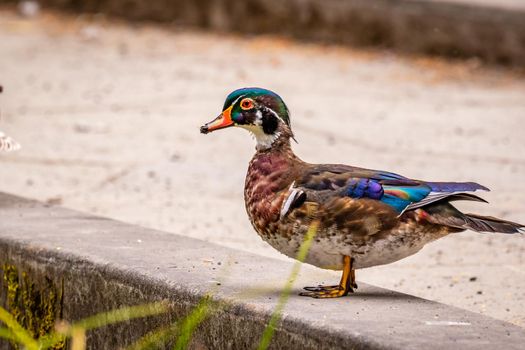 Male wood duck walks on dry land