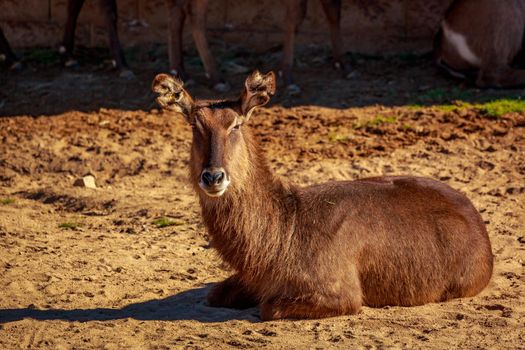 Female Waterbuck rest on the ground