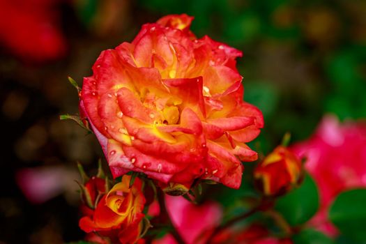 Beautiful rose blooms after rainfall, in Washington Park International Rose Test Garden, Portland, Oregon.