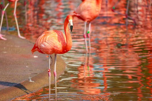 A group of American Flamingos wade in water.