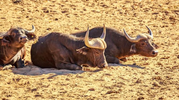 Group of three African Buffalo rest on the ground
