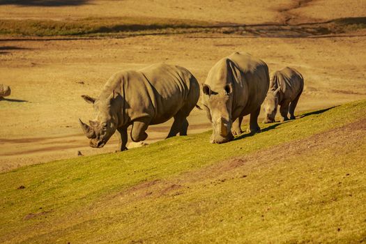 Group of three White Rhinoceros walk across the meadows