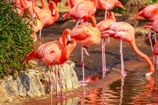 A group of American Flamingos wade in water.