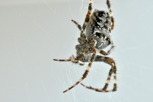 a garden spider in its web in a macro