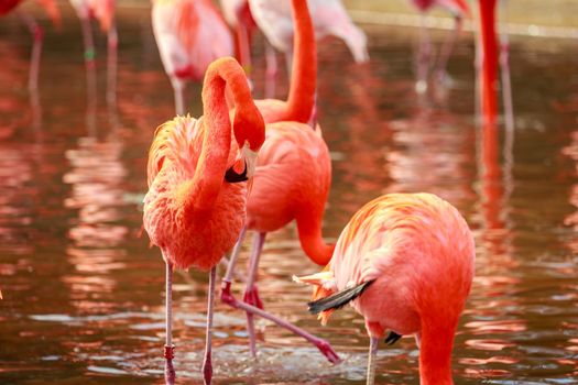 A group of American Flamingos wade in water.