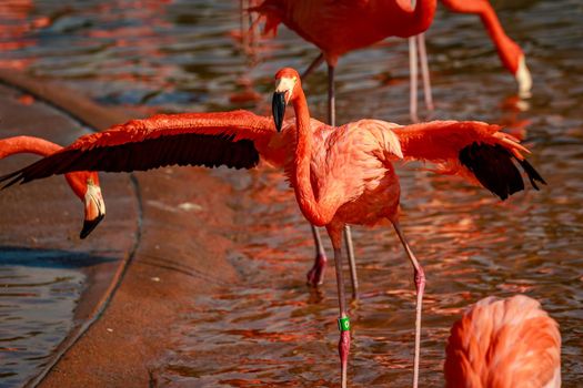 A group of American Flamingos wade in water.