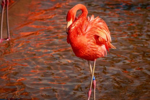 Close up of American Flamingos wade in water.