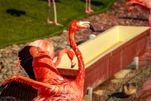 A group of American Flamingos wade in water.