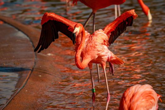 A group of American Flamingos wade in water.