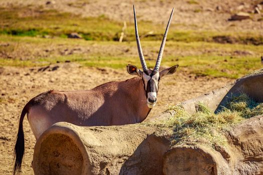 A gemsbok antelope (Oryx gazella) is having some snack