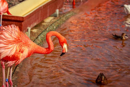 A group of American Flamingos wade in water.