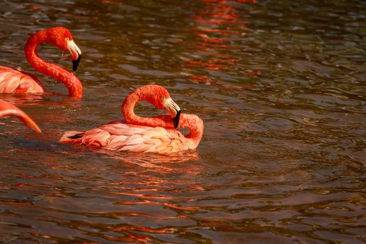 A group of American Flamingos wade in water.