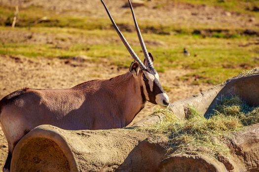 A gemsbok antelope (Oryx gazella) is having some snack