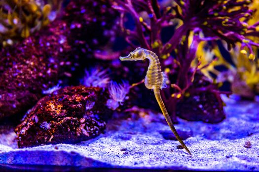 Potbelly Seahorse in Aquarium tank, with purple coral reef in background