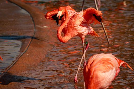 A group of American Flamingos wade in water.