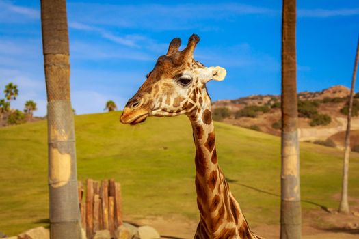 Close-up portrait of Giraffe headshot and its upper neck