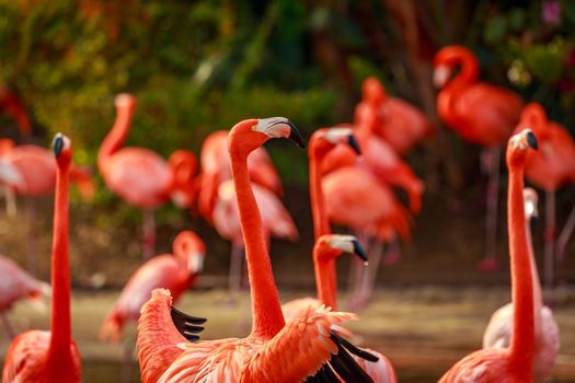 A group of American Flamingos wade in water.