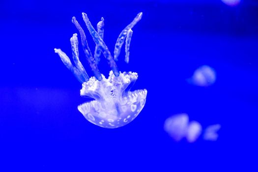 Spotted Jelly, or lagoono jelly, swim and float in blue water background, in aquarium