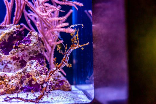 A Ribboned Pipehorse, Haliichthys taeniophorus, in an aquarium