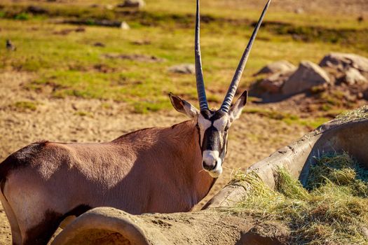 A gemsbok antelope (Oryx gazella) is having some snack