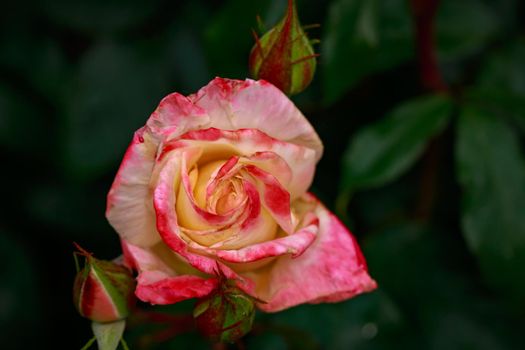 Fragrant Rose in Full Blossom. Washington Park Rose Garden, Portland, Oregon