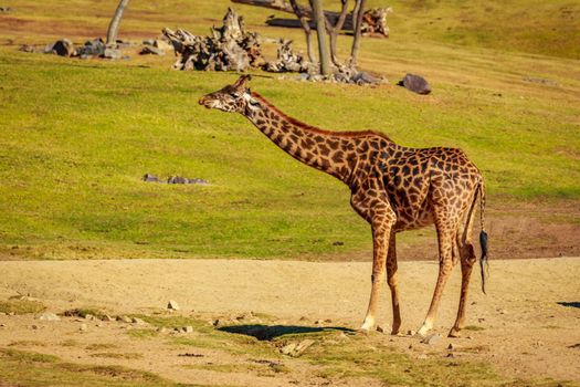 Single Giraffe noticed something in the ground