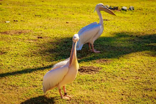 A group of Great white pelicans play around.