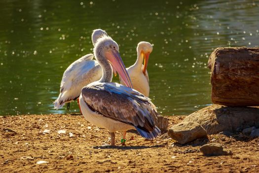 A group of Great White Pelicans rest by the lake.