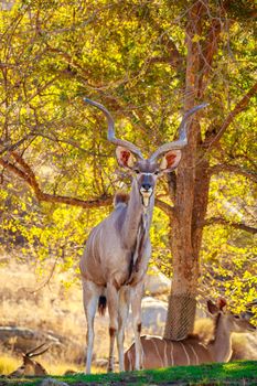 Greater Kudu rest in the shade of tree
