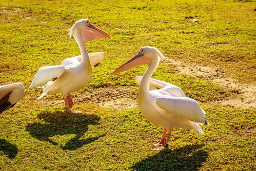 A group of Great white pelicans play around.