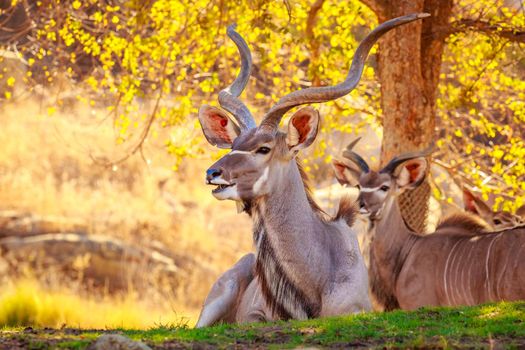 Greater Kudu rest in the shade of tree