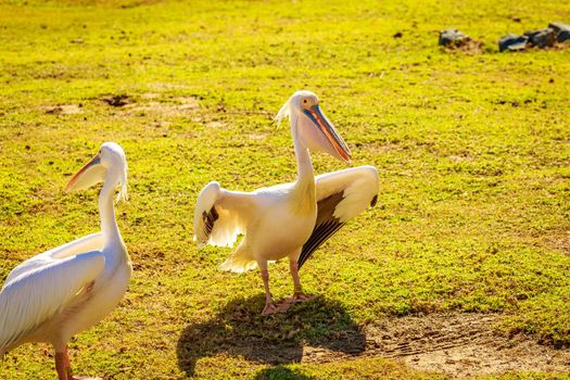 A group of Great white pelicans play around.