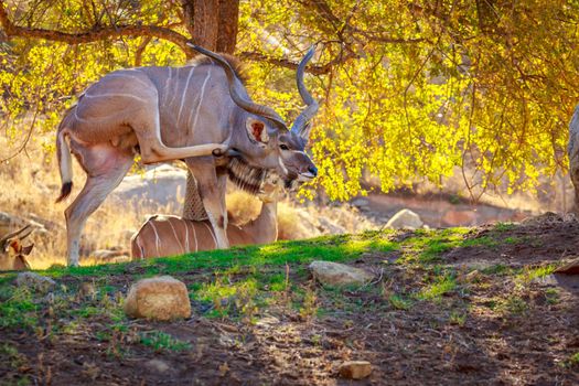 Greater Kudu rest in the shade of tree