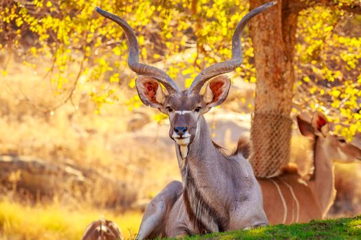 Greater Kudu rest in the shade of tree