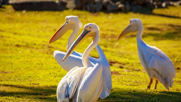 A group of Great white pelicans play around.