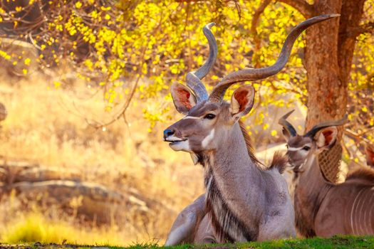 Greater Kudu rest in the shade of tree