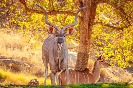 Greater Kudu rest in the shade of tree