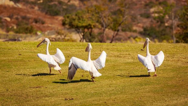 A group of Great white pelicans play around.