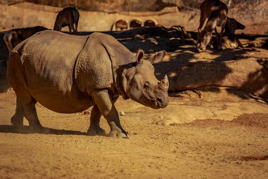 Single Indian Rhinoceros walks in the park.