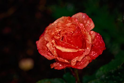 Fragrant Rose in Full Blossom. Washington Park Rose Garden, Portland, Oregon