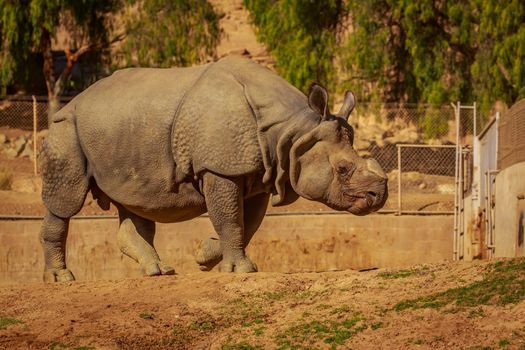 Single Indian Rhinoceros walks in the park