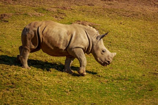 Indian Rhinoceros walks on the meadow